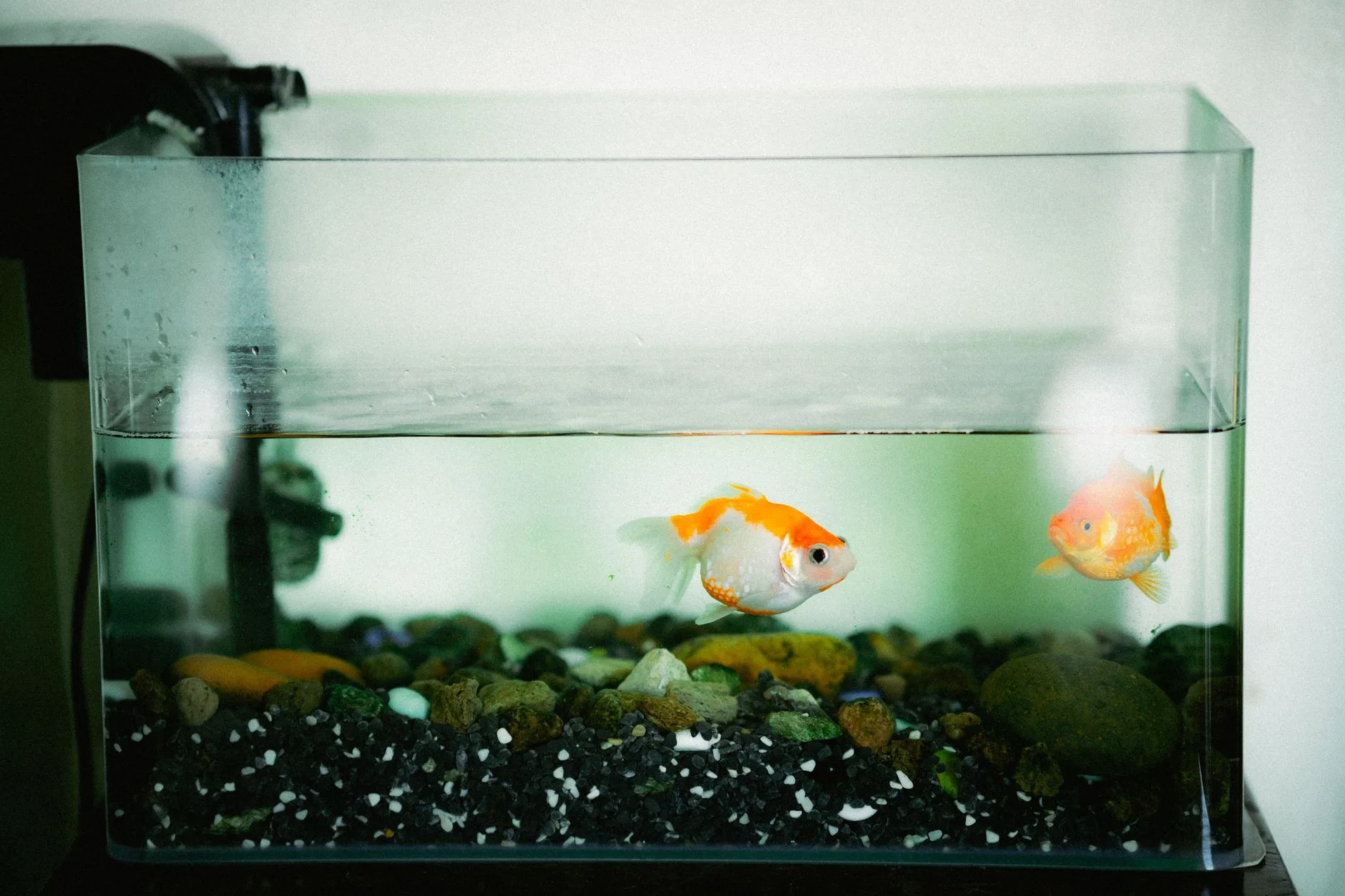 Acquario in casa: tutto quello da sapere se sei alle prime armi, dallo spazio giusto ai costi reali